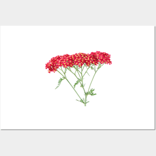 Achillea &#39;Fanal&#39; Yarrow Syn. Achillea &#39;The Beacon&#39; Posters and Art